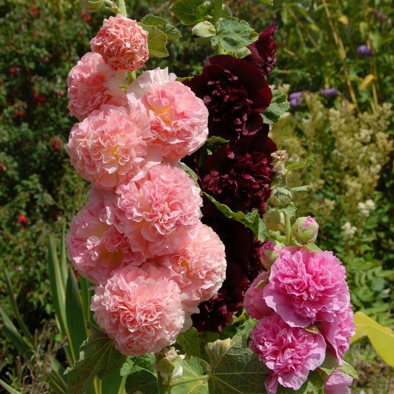 Chater's Double Hollyhock (Alcea Rosea Chater's Double Group)