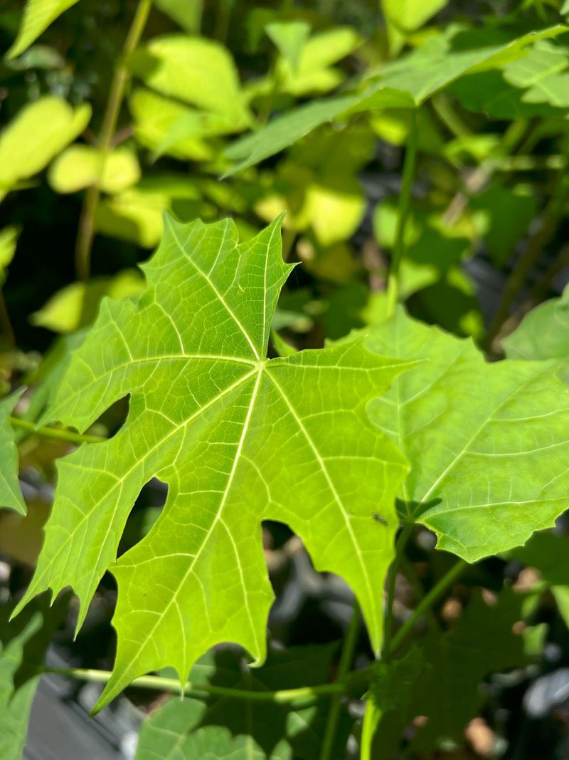 Chaya Offers Summer Leafy Greens Chaya Offers Summer Leafy Greens