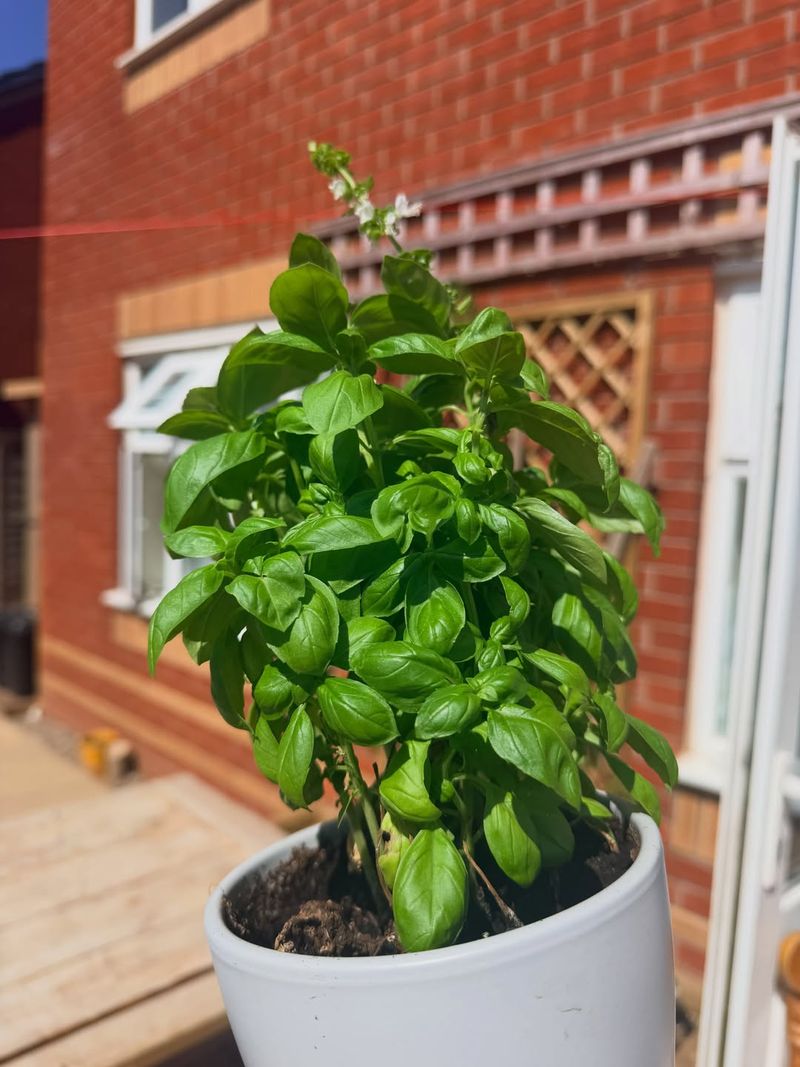 Check Container Basil More Than Once Each Day