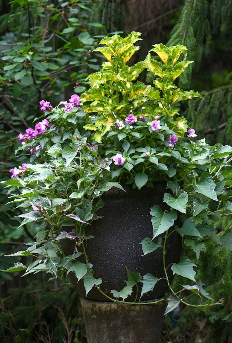 Check Container Plantings Every Day Check Container Plantings Every Day