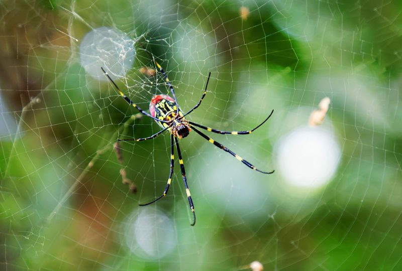 Check Eaves And Porch Corners For New Webs
