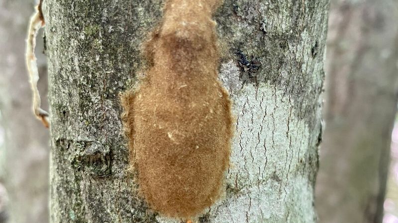 Check Egg Masses On Firewood Fences And Patio Gear