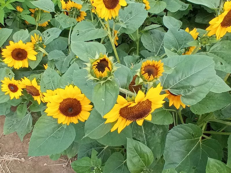 Check Farm Updates Before Driving To Grove City