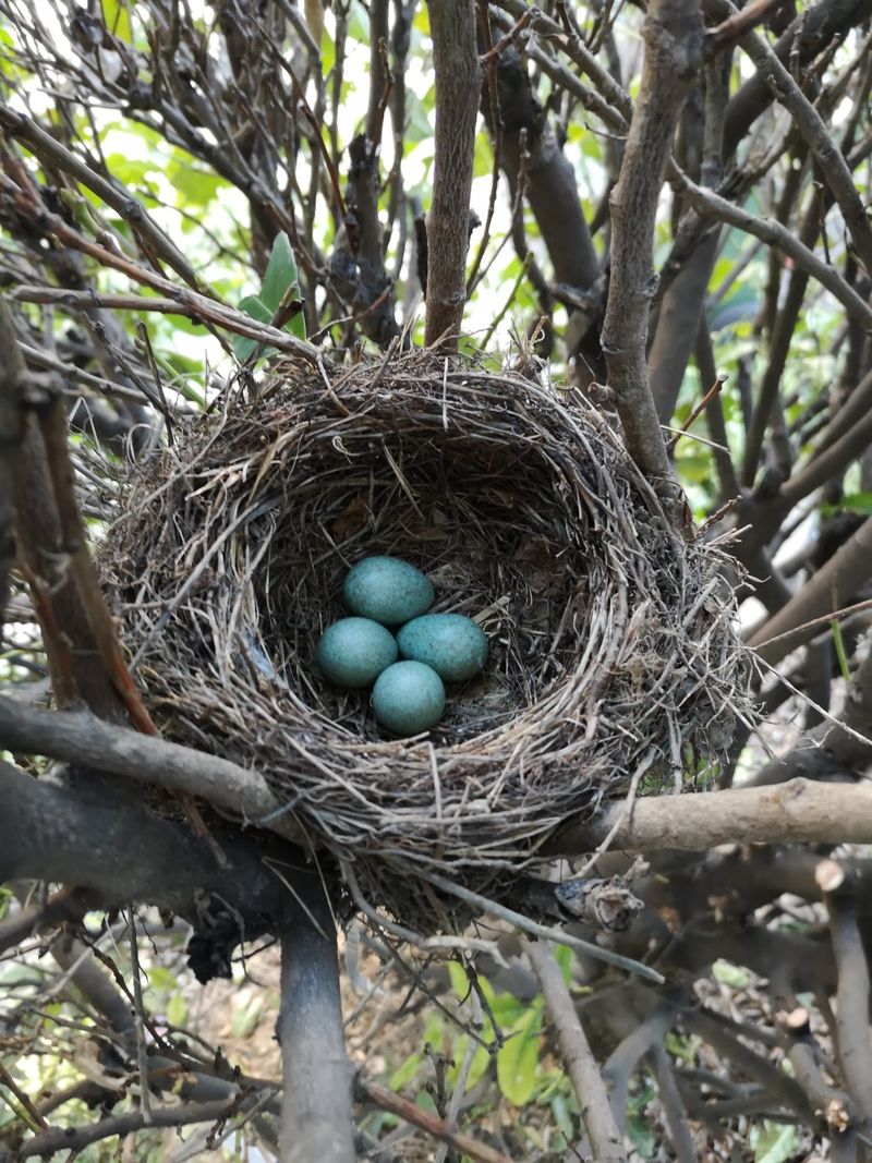 Check For Active Bird Nests Before Cutting Check For Active Bird Nests Before Cutting