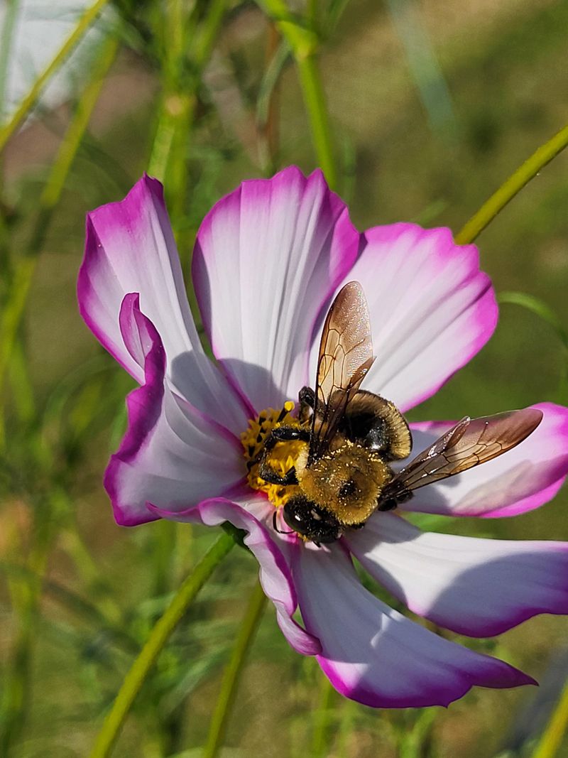 Check For Bees Before You Spray Check For Bees Before You Spray