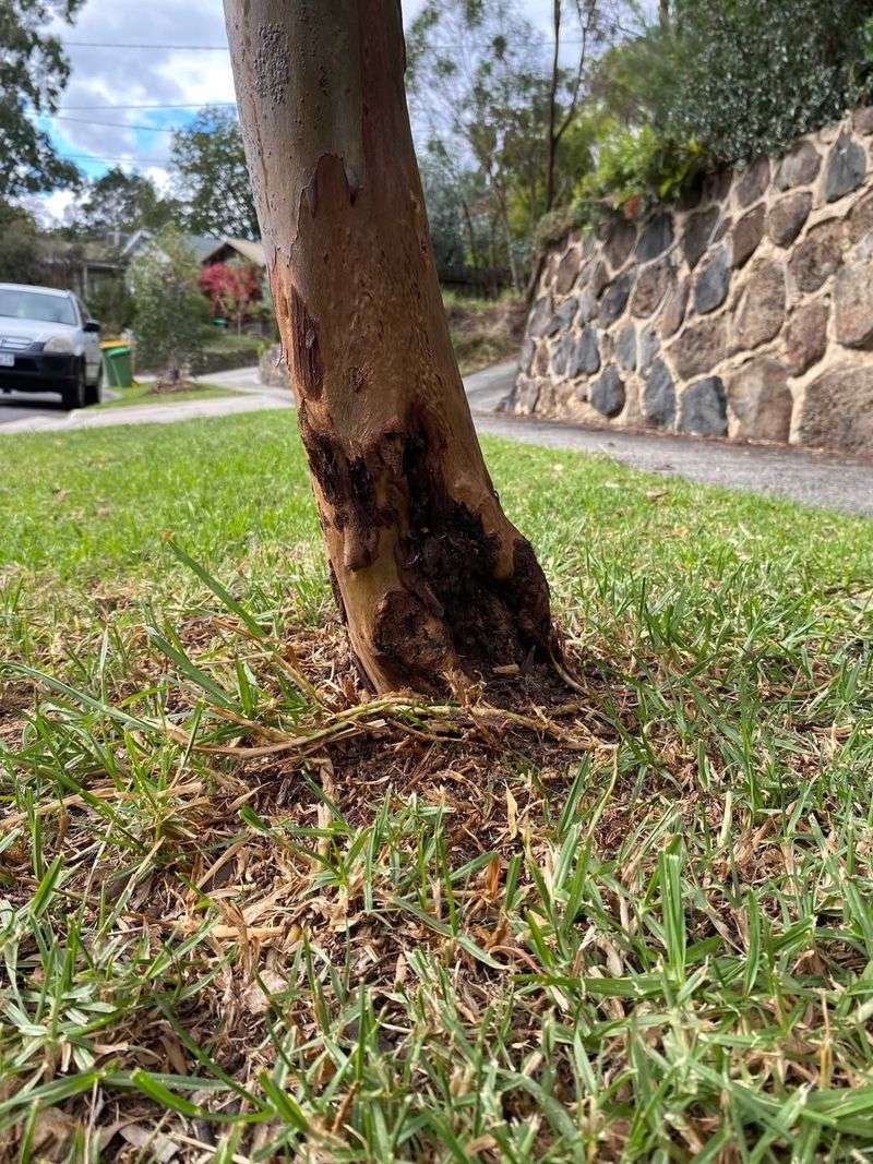 Check For Fresh Scrapes After Every Mowing Check For Fresh Scrapes After Every Mowing
