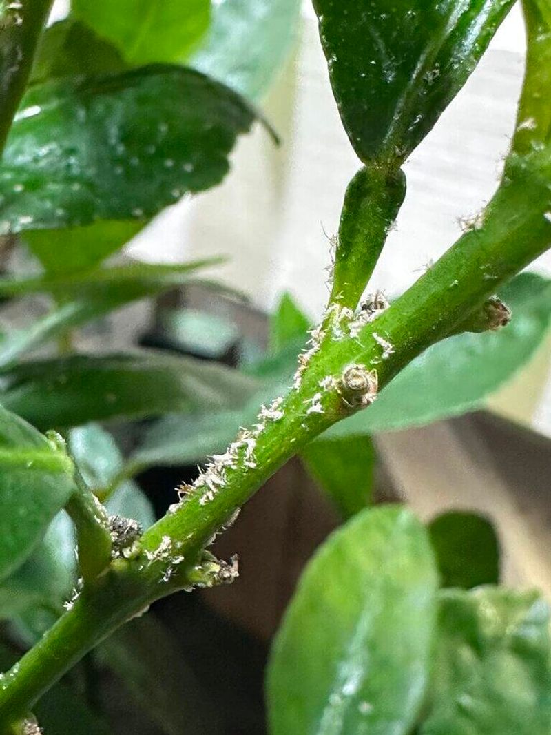 Check For Insects Or Disease
