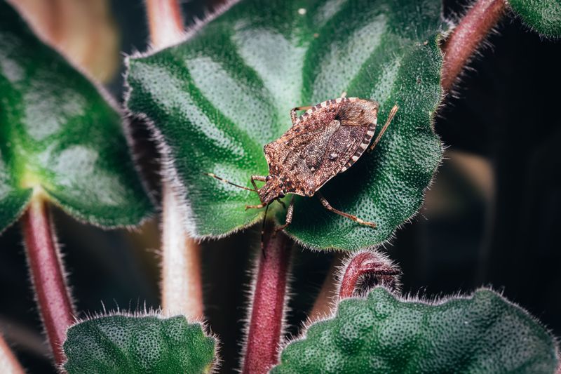 Check For Pests Weekly During Growing Season