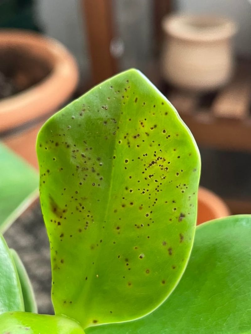 Check For Scale After Humid Weeks