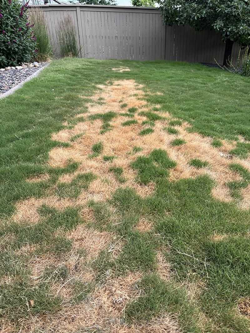 Check Grubs Before Blaming Brown Patches Check Grubs Before Blaming Brown Patches
