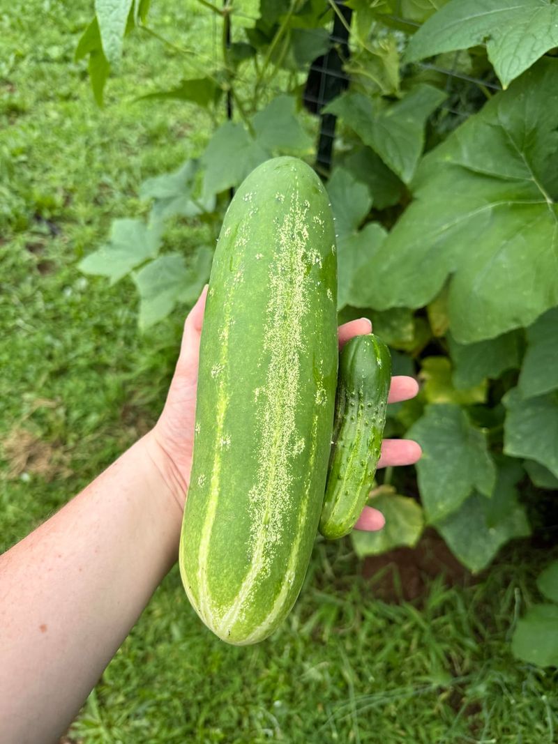 Check Hidden Fruit Every Day