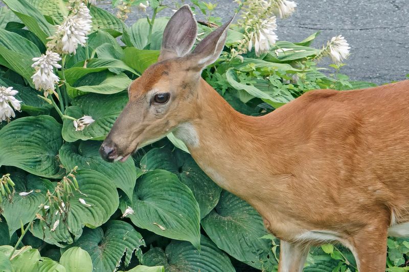 Check Hostas, Daylilies, Beans, And Greens Check Hostas, Daylilies, Beans, And Greens