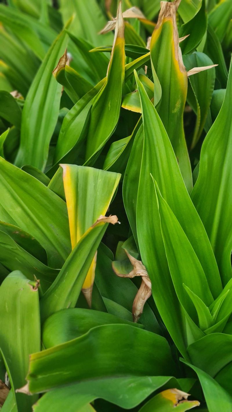 Check If Leaves Are Yellowing From The Bottom Up Check If Leaves Are Yellowing From The Bottom Up