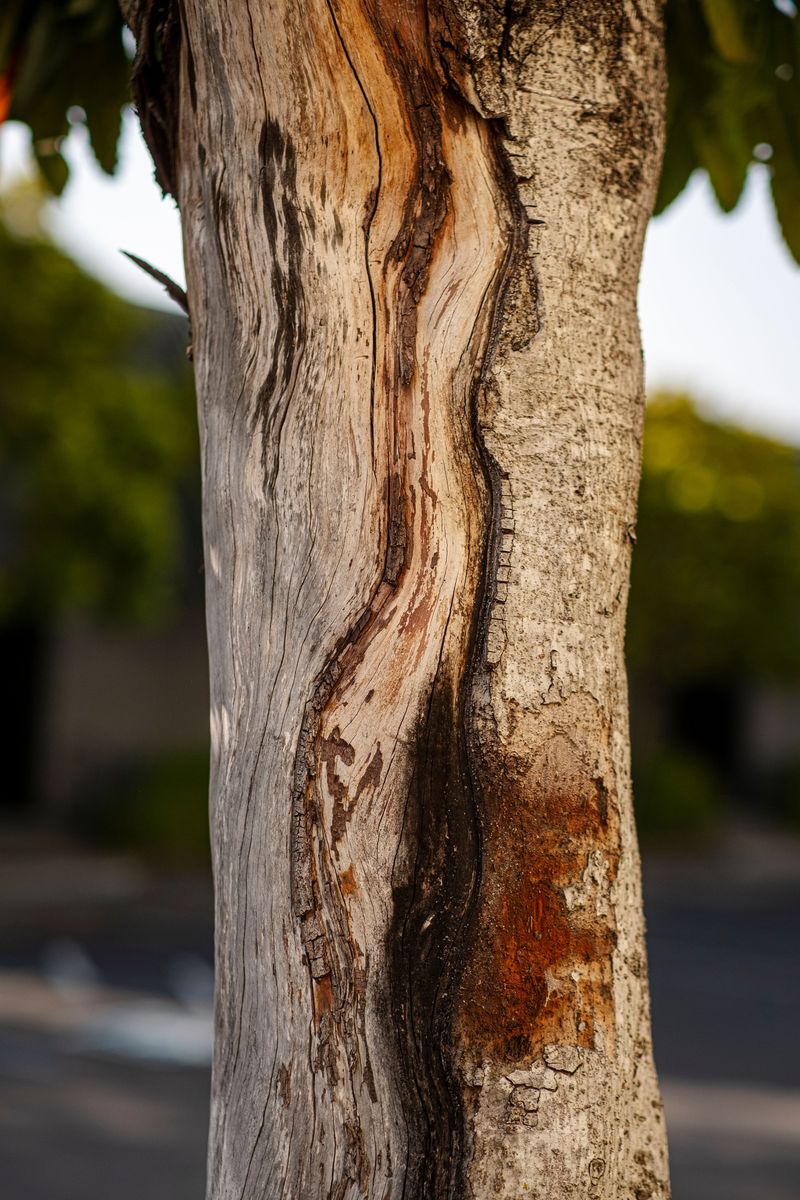 Check If The Trunk Stays Structurally Intact Check If The Trunk Stays Structurally Intact