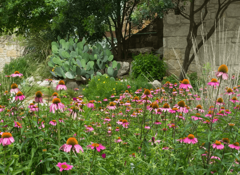 Check Lady Bird Johnson Wildflower Center Plant Sales Check Lady Bird Johnson Wildflower Center Plant Sales
