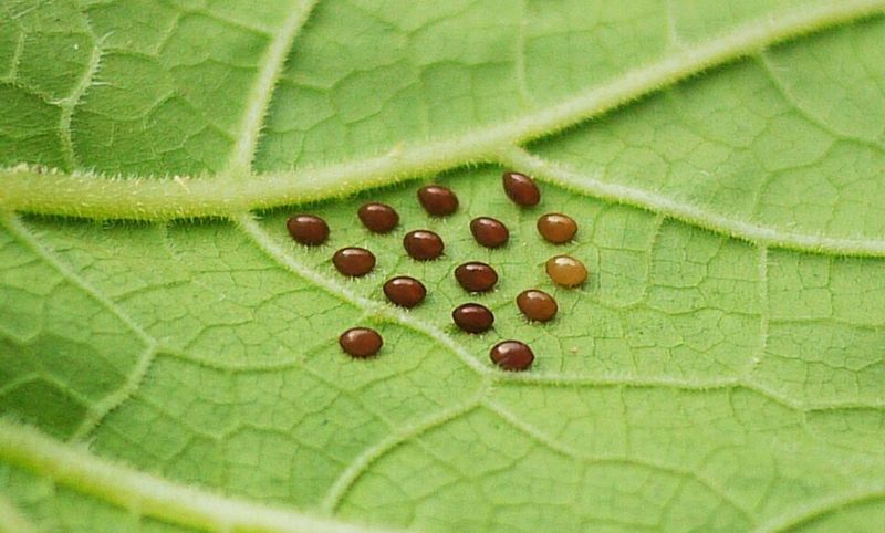 Check Leaf Undersides Daily For Egg Clusters