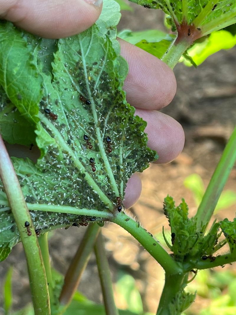 Check Leaves And Pods For Pests Check Leaves And Pods For Pests