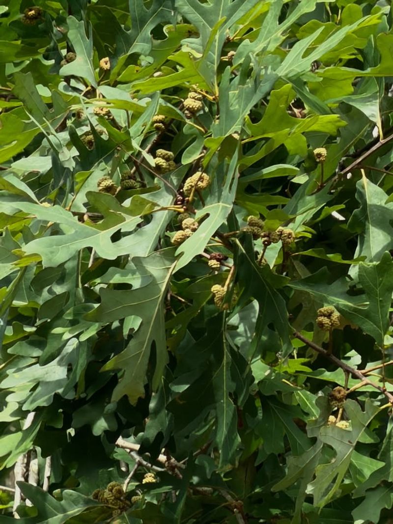 Check Leaves Before Pruning Or Weeding