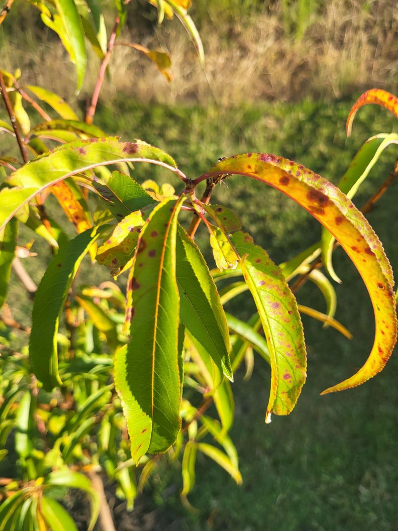 Check Leaves For Disease Problems