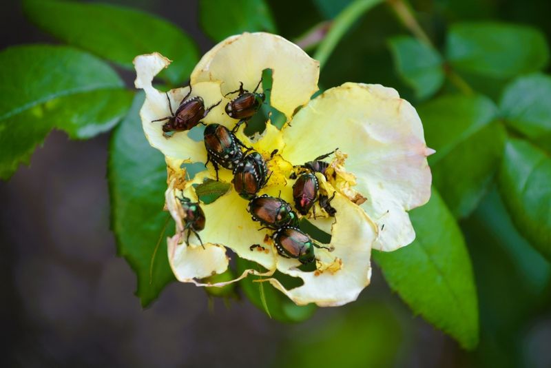 Check Leaves For Japanese Beetles Check Leaves For Japanese Beetles