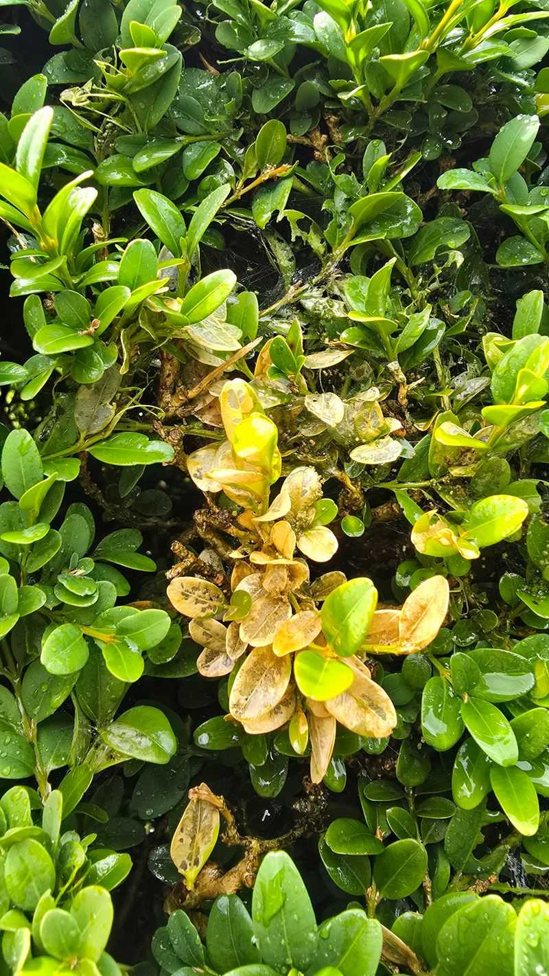 Check Leaves For Mites