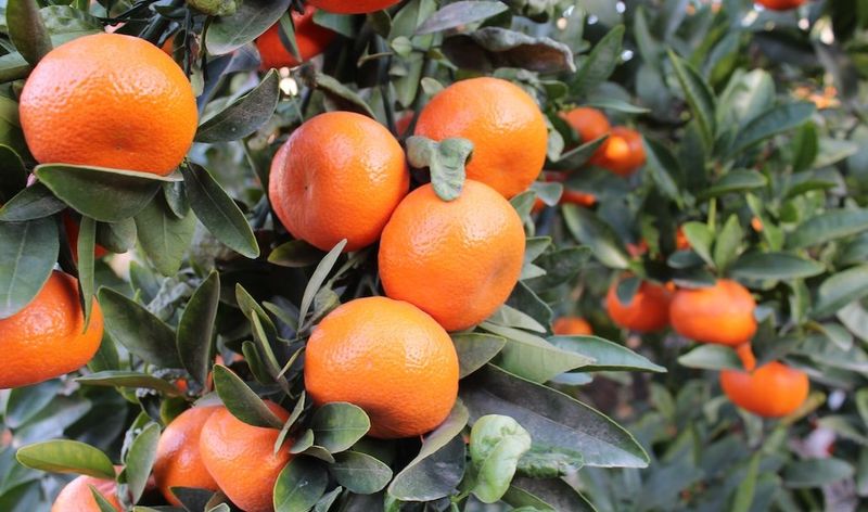 Check Lemons, Oranges, And Mandarins Often