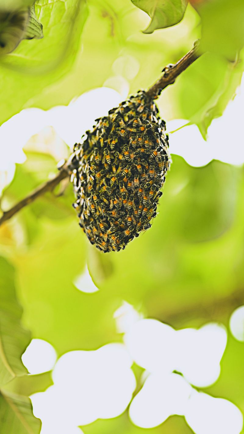 Check Mass Beekeepers Association Swarm List