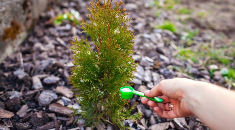 Check Mulch And Soil Before Adding Fertilizer