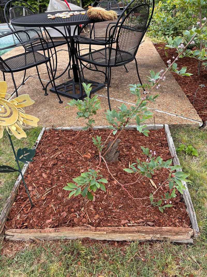 Check Mulch Before Heat Spikes Check Mulch Before Heat Spikes