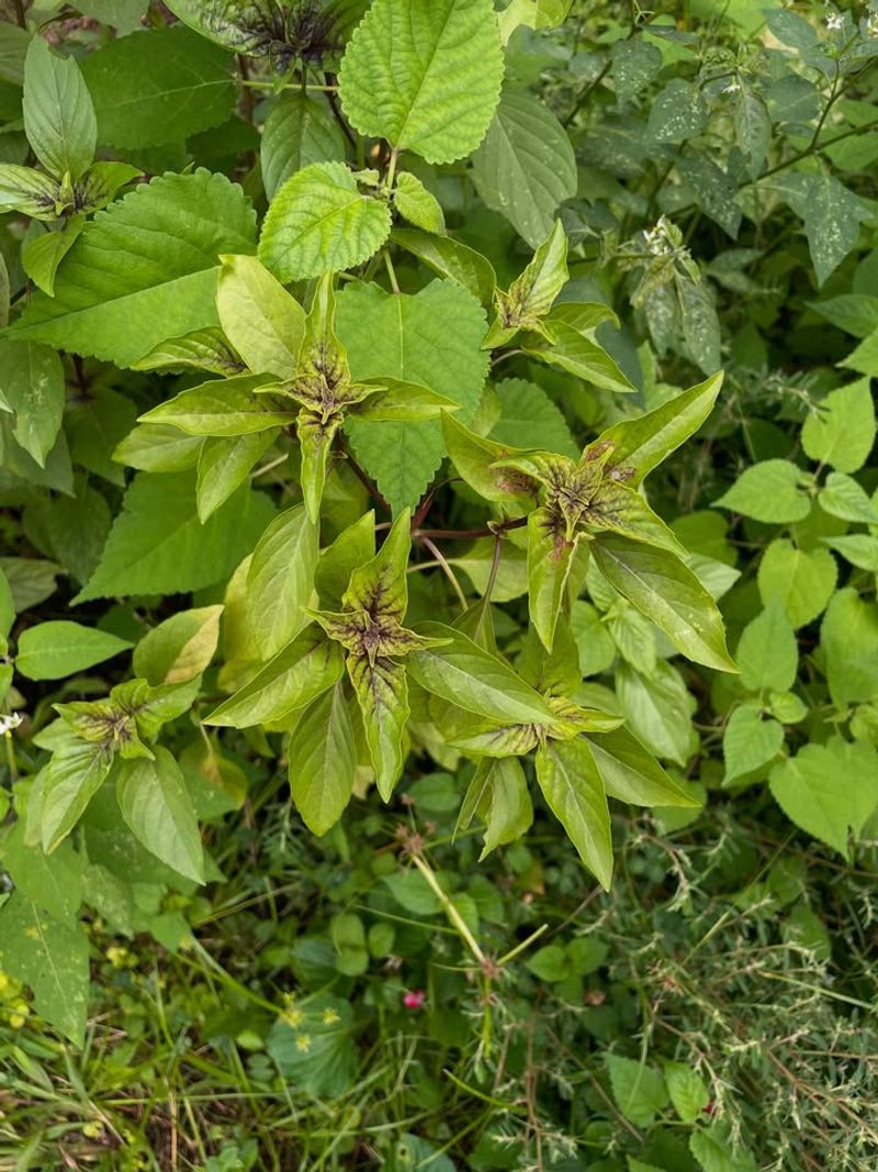 Check New Growth For Basil Downy Mildew Check New Growth For Basil Downy Mildew