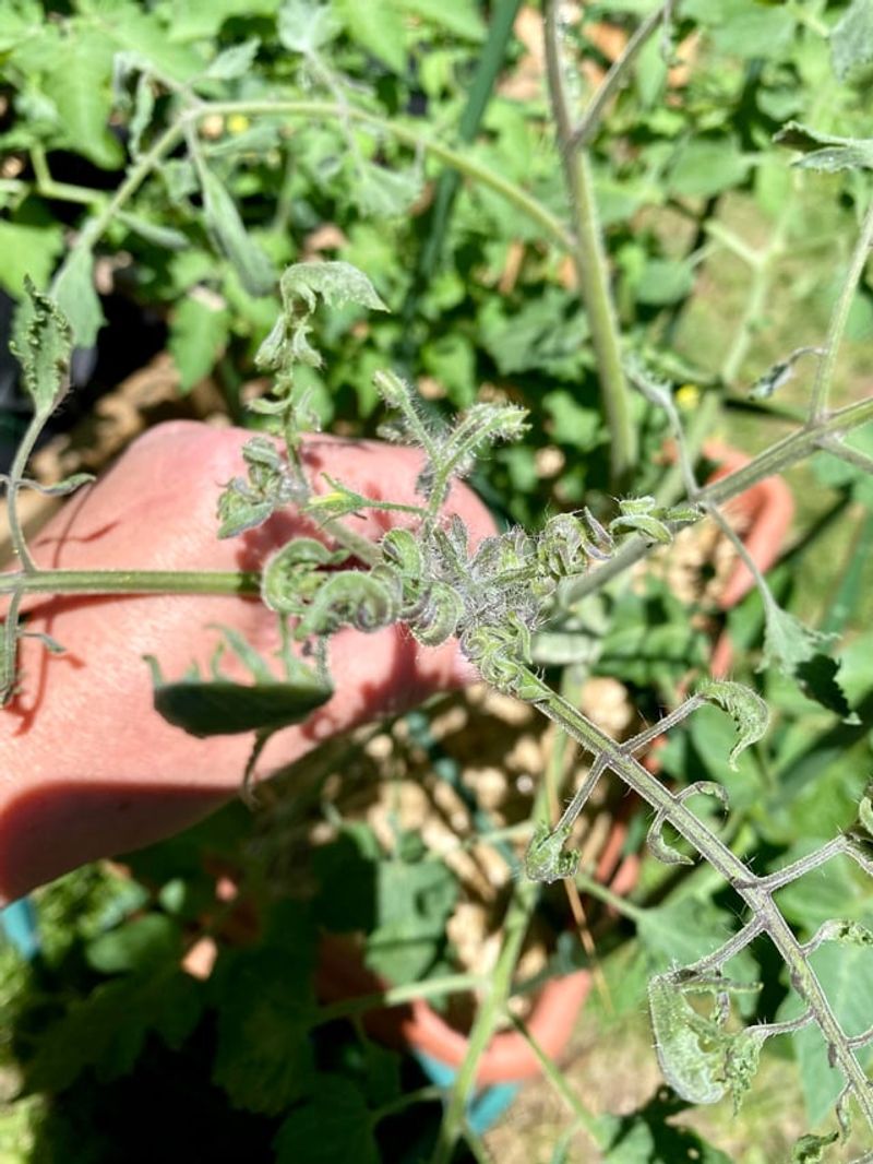 Check New Growth For Broad Mites Or Virus Symptoms Check New Growth For Broad Mites Or Virus Symptoms