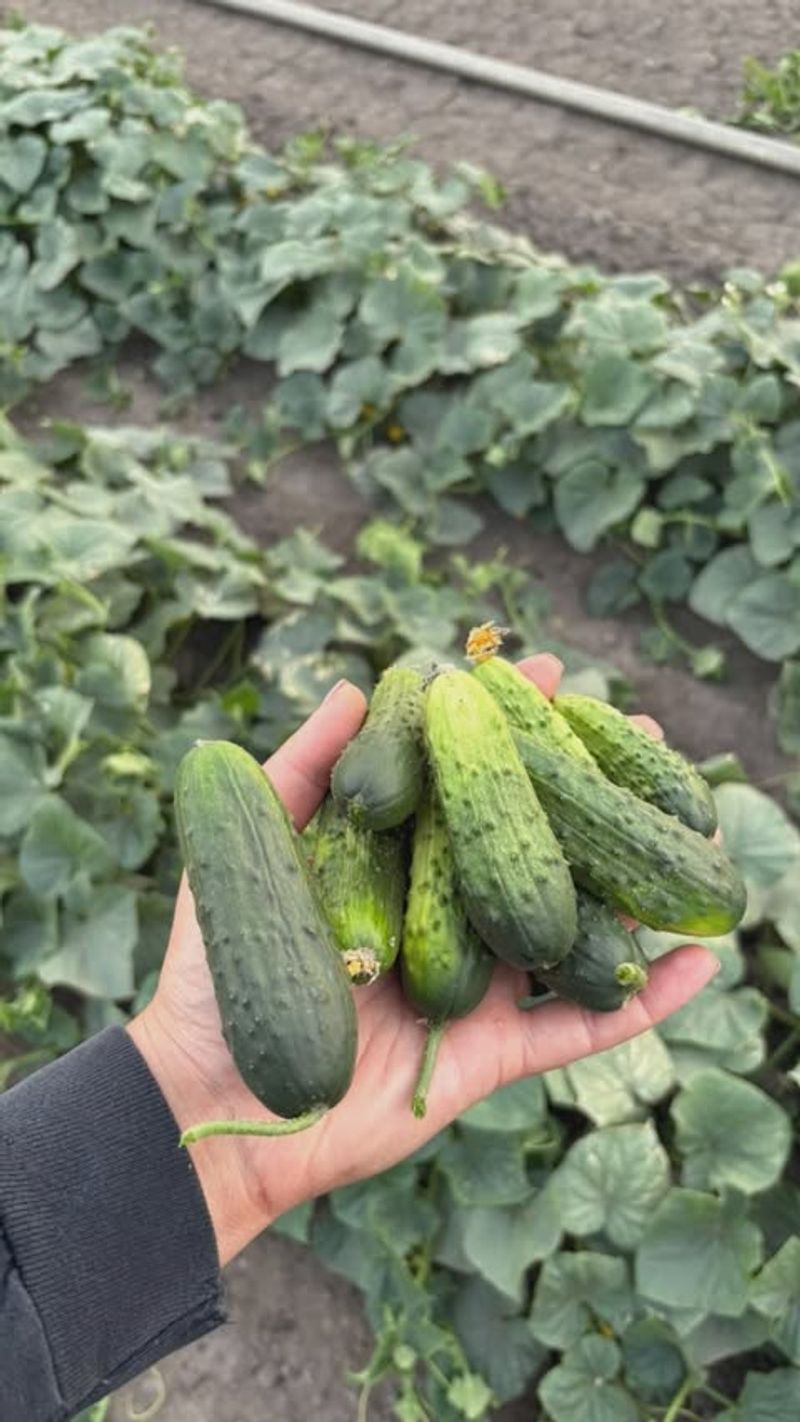 Check Pickling Cucumbers Every Day Check Pickling Cucumbers Every Day