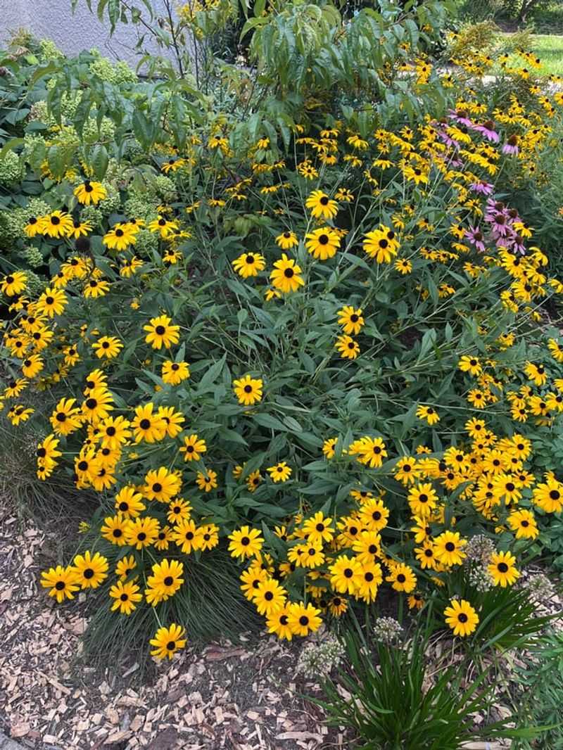 Check Plants Every Few Days In August Check Plants Every Few Days In August