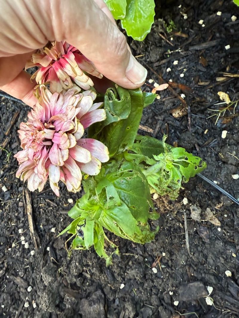 Check Plants Regularly For Summer Pests