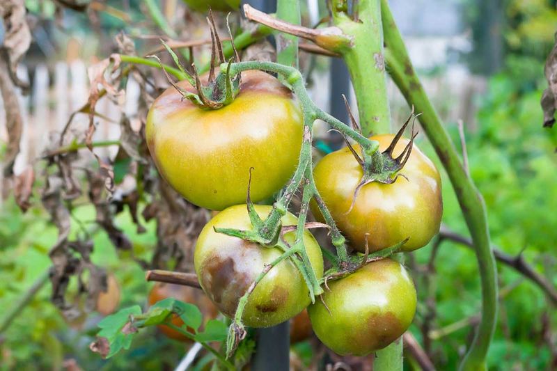 Check Plants When The First Fruit Starts Forming Check Plants When The First Fruit Starts Forming