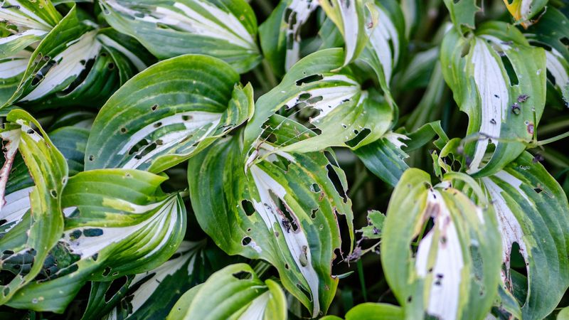 Check Slug Damage Before Fall Cleanup Begins