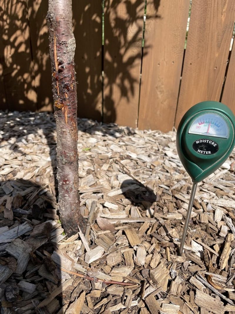 Check Soil Before Leaves Wilt Check Soil Before Leaves Wilt