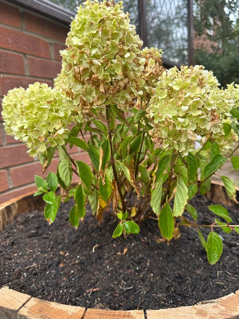 Check Soil Before Watering Again
