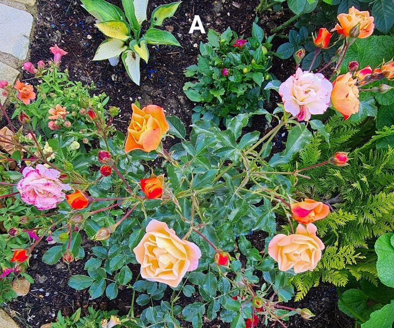 Check Soil Before Watering Again Check Soil Before Watering Again