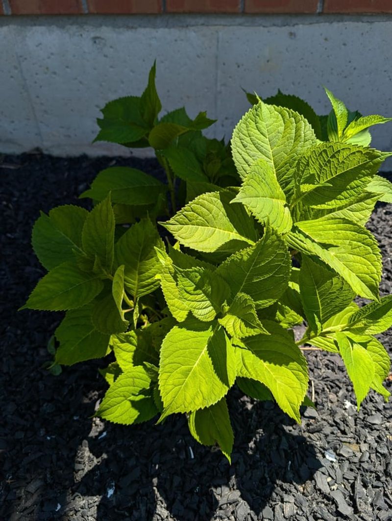 Check Soil Before Watering Again Check Soil Before Watering Again