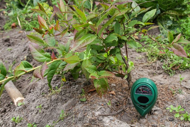 Check Soil Moisture Before Reaching For The Hose Check Soil Moisture Before Reaching For The Hose
