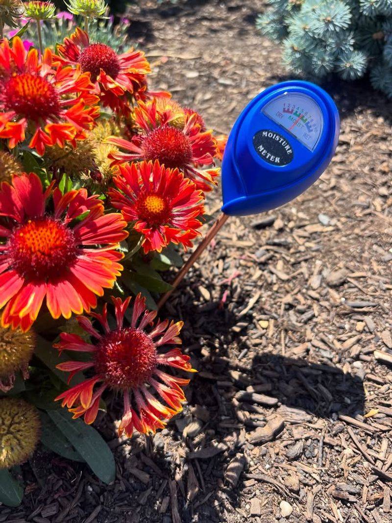 Check Soil Moisture Before Skipping Watering Check Soil Moisture Before Skipping Watering