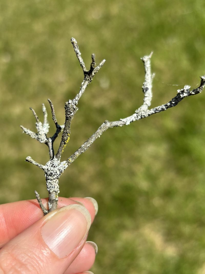 Check Stems And Branch Crotches