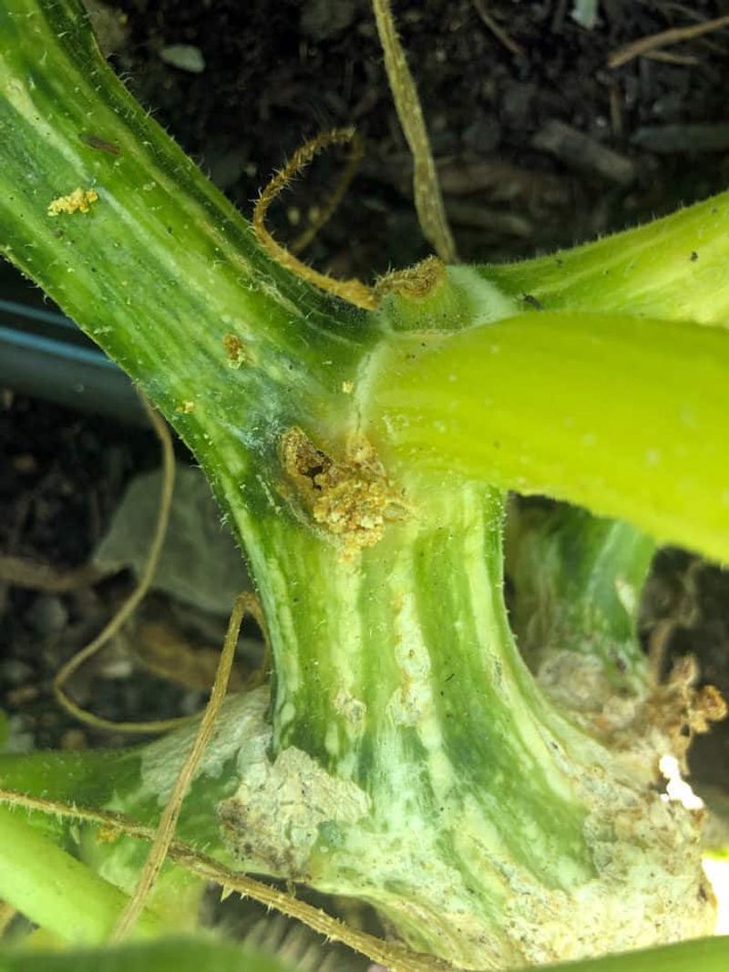 Check Stems For Squash Vine Borers