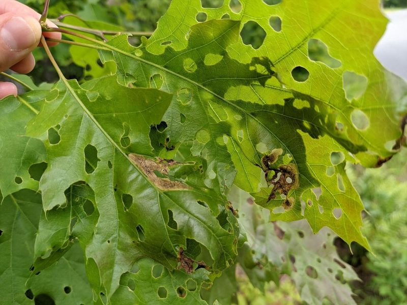 Check Swamp White Oak Leaves From Below Check Swamp White Oak Leaves From Below