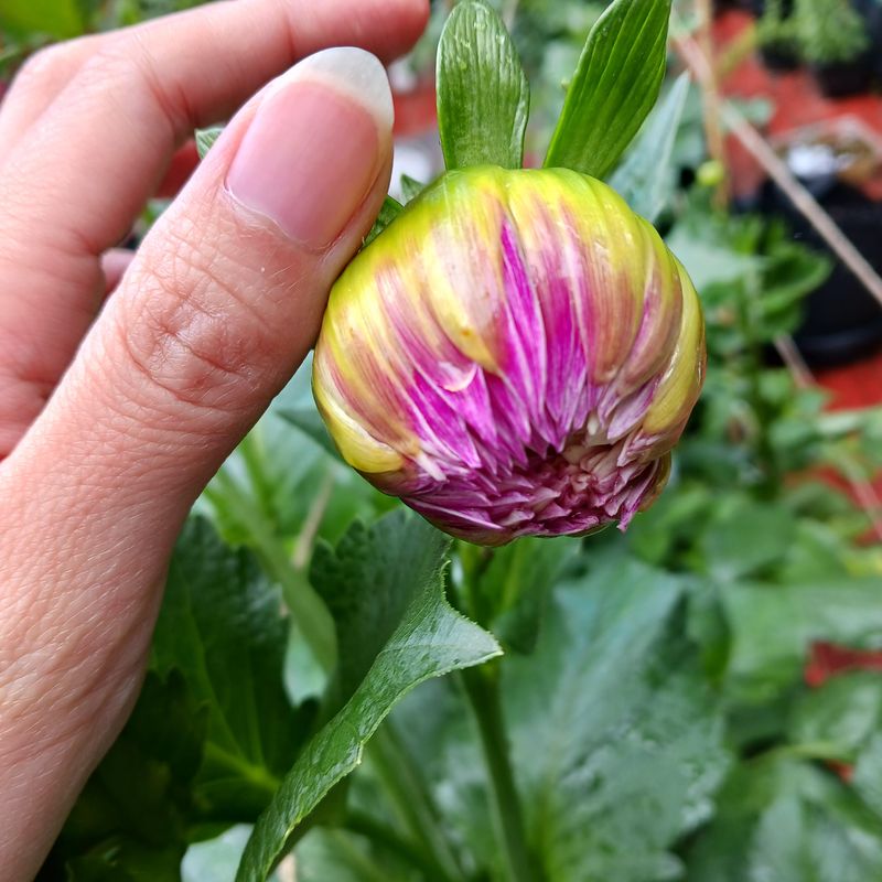 Check The First Petals As The Bud Begins Opening Check The First Petals As The Bud Begins Opening