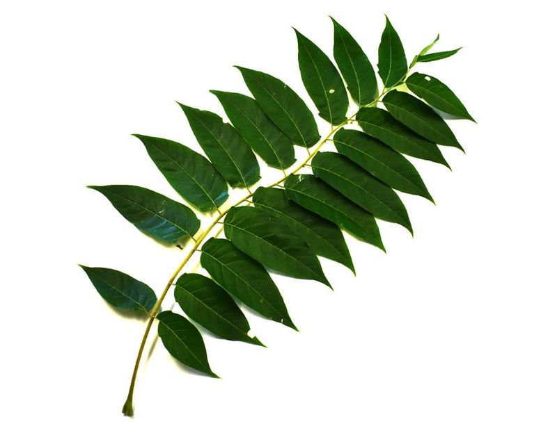 Check The Leaves Before You Reach For A Saw Check The Leaves Before You Reach For A Saw