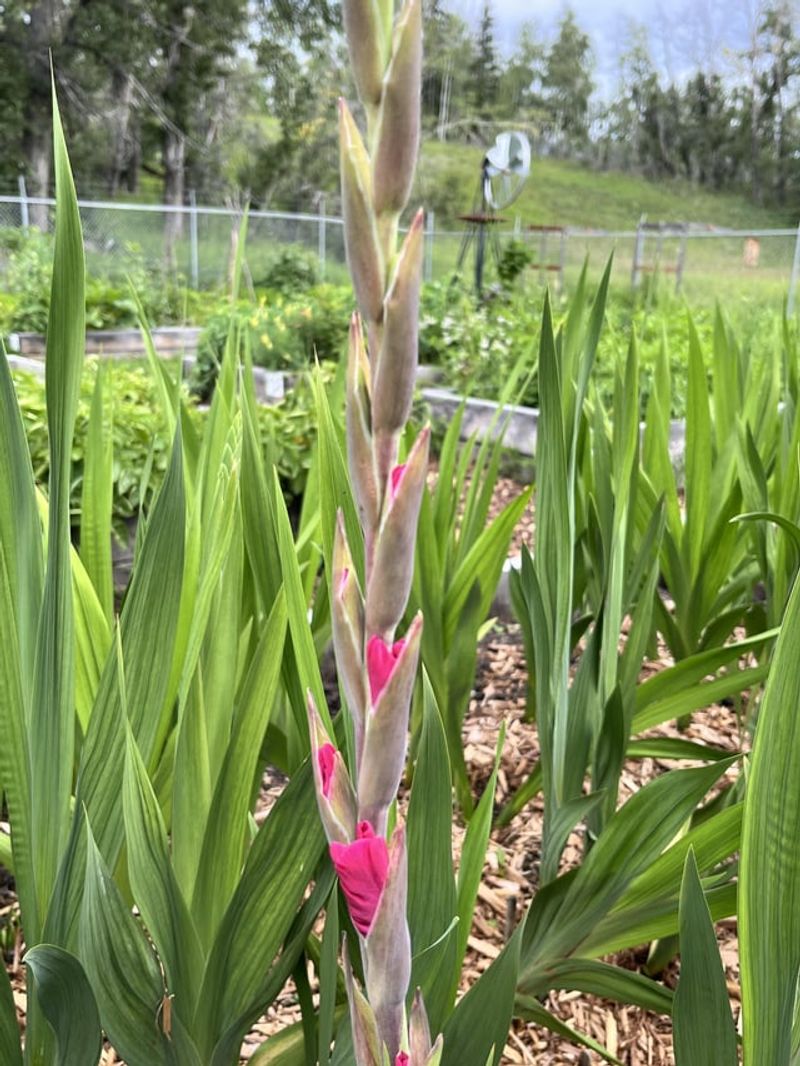 Check The Newest Gladiolus Leaves Before They Unfold Check The Newest Gladiolus Leaves Before They Unfold