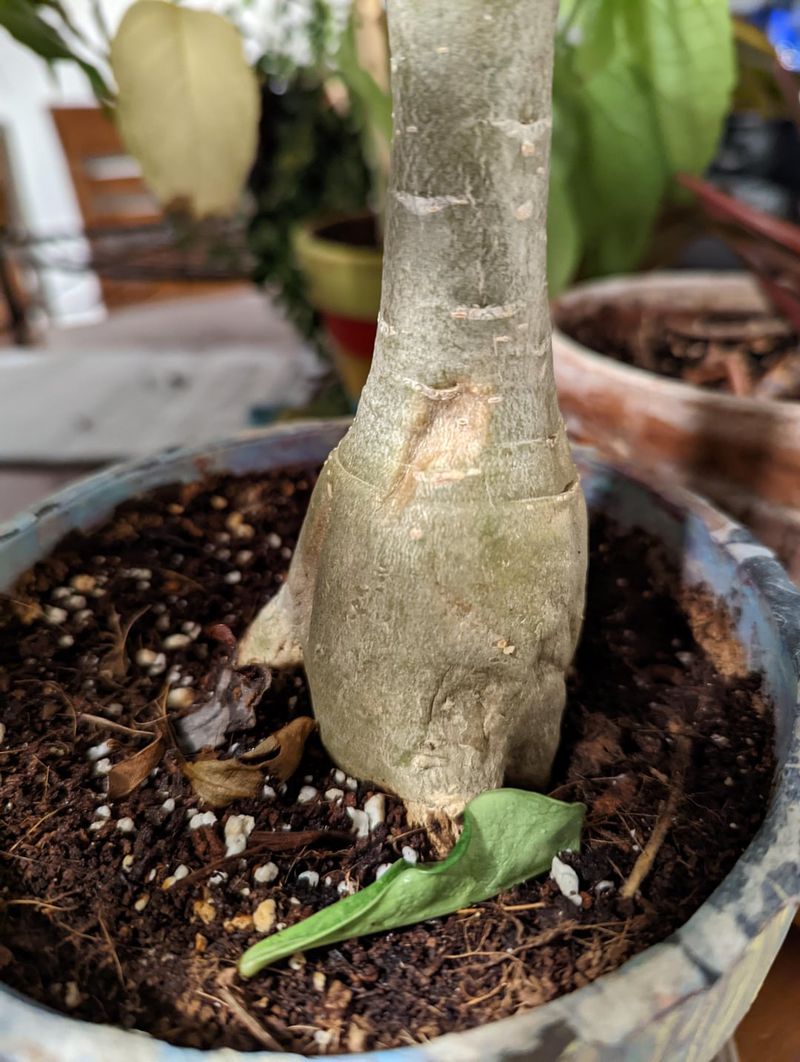 Check The Roots For Early Signs Of Rot