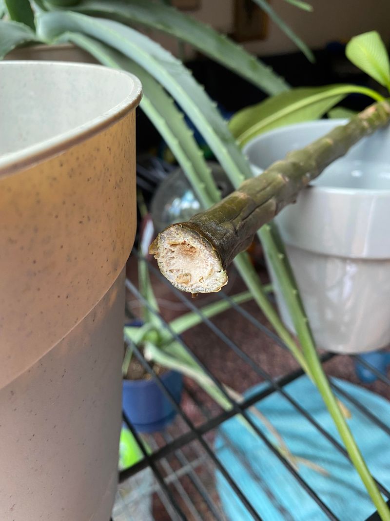 Check The Stems Before You Panic Check The Stems Before You Panic